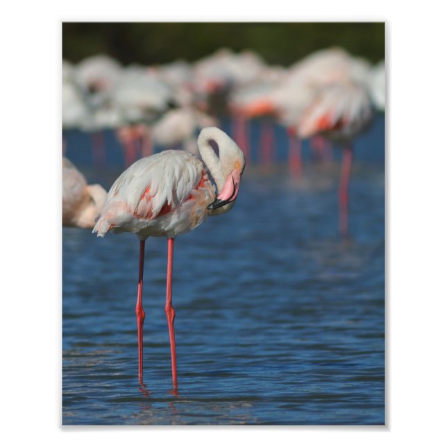 Der rosa Flamingo von Camargue Fotodruck (Vorne)