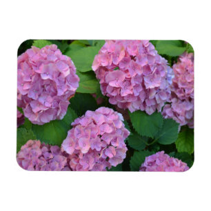 Der Rosa Hortensia-Hydrangebusch Magnet