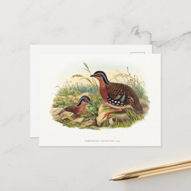 Der Rotbrüste-Partridge (Hyperythra von Bambusicol Postkarte (Vorderseite/Rückseite Beispiel)