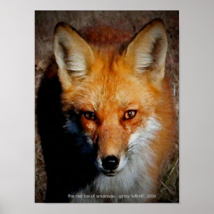 Der rote Fuchs von Arkansas Poster