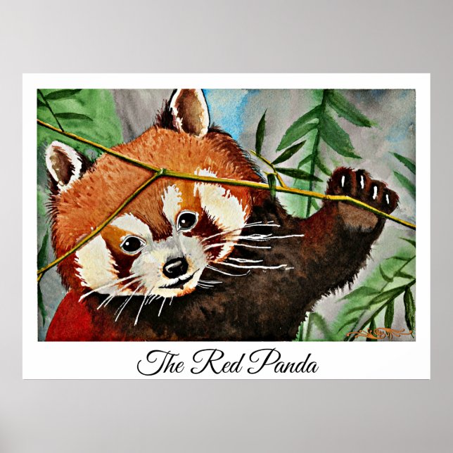 Der rote Panda Poster (Vorne)
