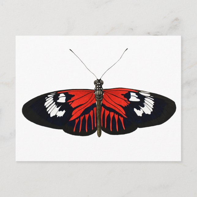 Der rote Postman Butterfly Postkarte (Vorderseite)