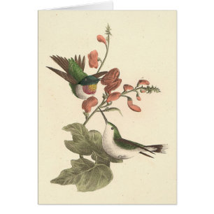 Der rothaarige oder rubingebeutelte Hummingvogel