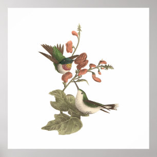 Der rothaarige oder rubingebeutelte Hummingvogel Poster