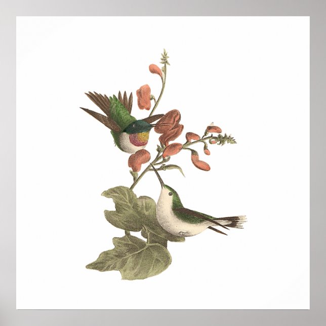 Der rothaarige oder rubingebeutelte Hummingvogel Poster (Vorne)