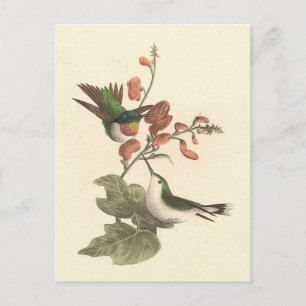 Der rothaarige oder rubingebeutelte Hummingvogel Postkarte