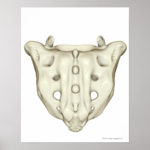 Der Sacrum Poster