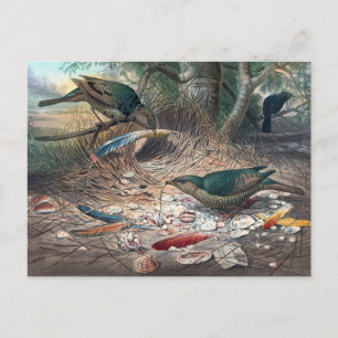 Der Satin Bower-Bird von Joseph Wolf Postkarte