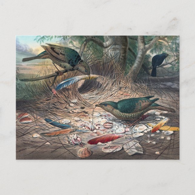 Der Satin Bower-Bird von Joseph Wolf Postkarte (Vorderseite)