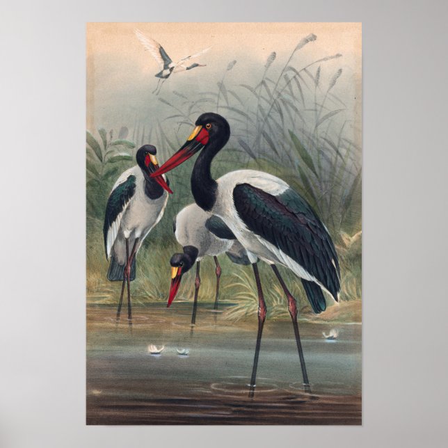 Der sattelgeplagte Storch von Joseph Wolf Poster (Vorne)