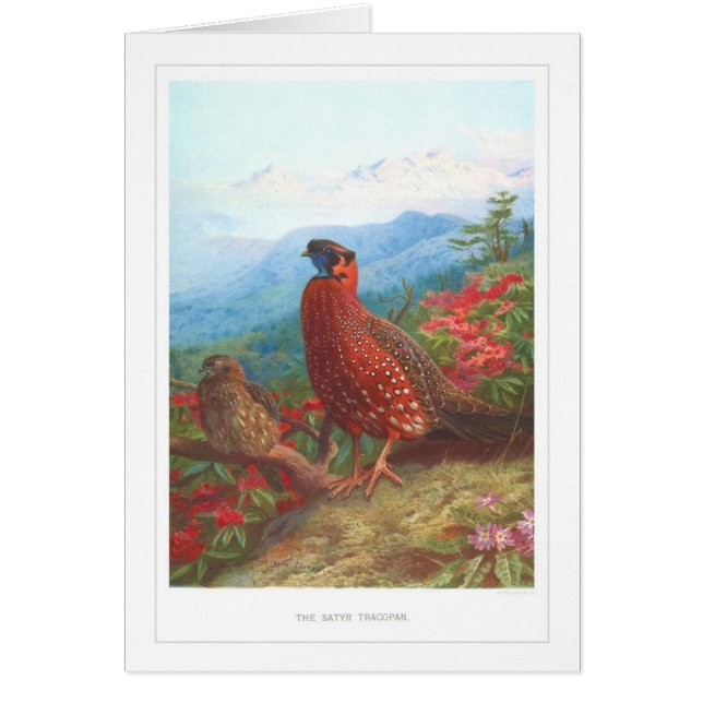 Der Satyr Tragopan; (Vorne)