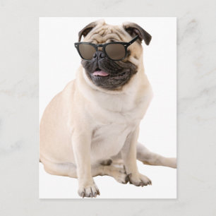 Der schattige Mops (Farbe) Postkarte
