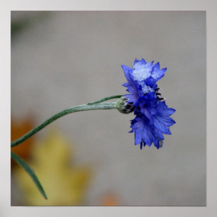 Der Schauer des Winters Poster