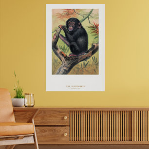 Der Schimpanse, Zoologische Skizzen, Poster