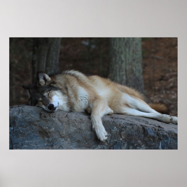 Der schlafende Wolf Poster (Vorne)