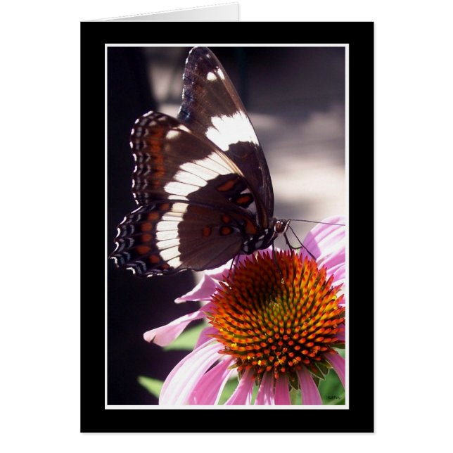 Der Schmetterling (Vorne)