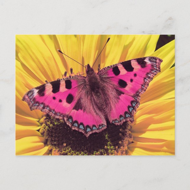Der Schmetterling ist eine fliegende Blume Postkarte (Vorderseite)