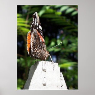 Der Schmetterlingspost Poster