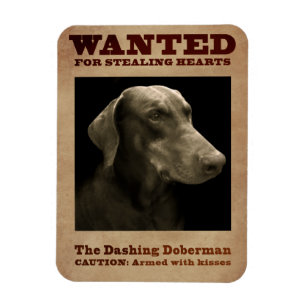 Der schneidige Dobermann-Magnet Magnet