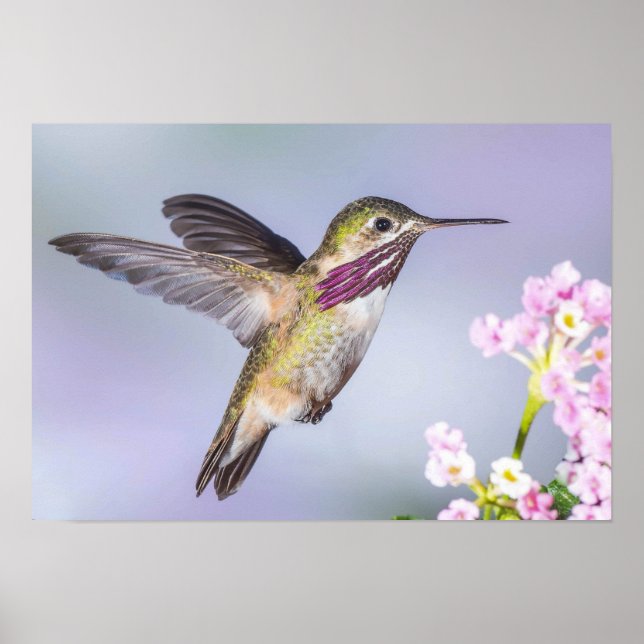 Der schöne Hummingbird fliegt in Lila & rosa Poster (Vorne)