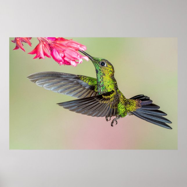 Der schöne Hummingbird fliegt zu einer Blume Poster (Vorne)