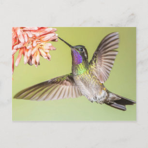 Der schöne Hummingbird fliegt zu einer Blume Postkarte