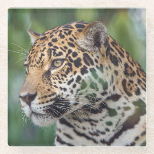 Der schöne Jaguar im Untersetzer des Wilden Glases