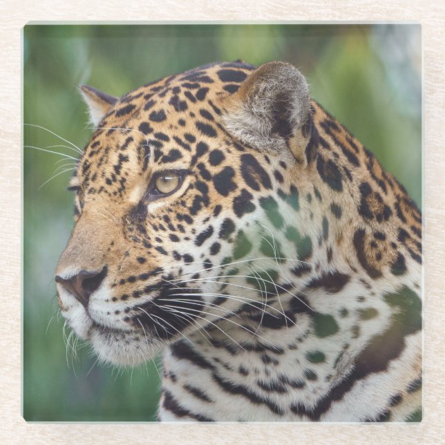 Der schöne Jaguar im Untersetzer des Wilden Glases (Vorderseite)