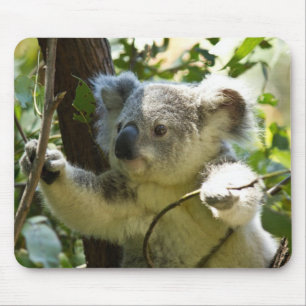 Der schöne Koala-Bär im Bäumen Mousepad
