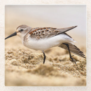 Der schöne Sandpiper-Vogel im Sand Glasuntersetzer