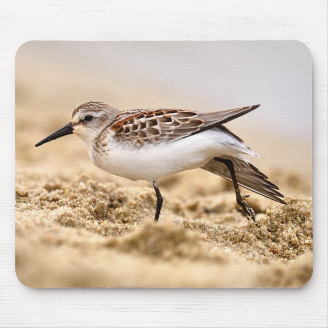 Der schöne Sandpiper-Vogel im Sand Mousepad (Vorne)