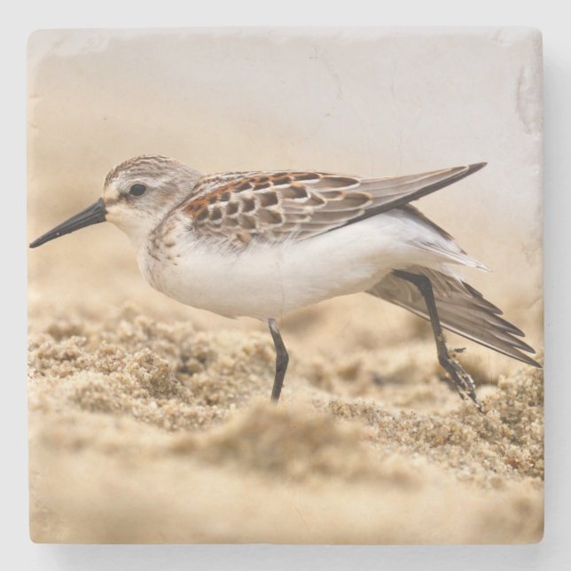 Der schöne Sandpiper-Vogel im Sand Steinuntersetzer (Vorderseite)