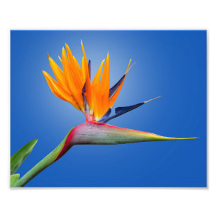 Der schöne Vogel des Paradieses Strelitzia Blume Fotodruck
