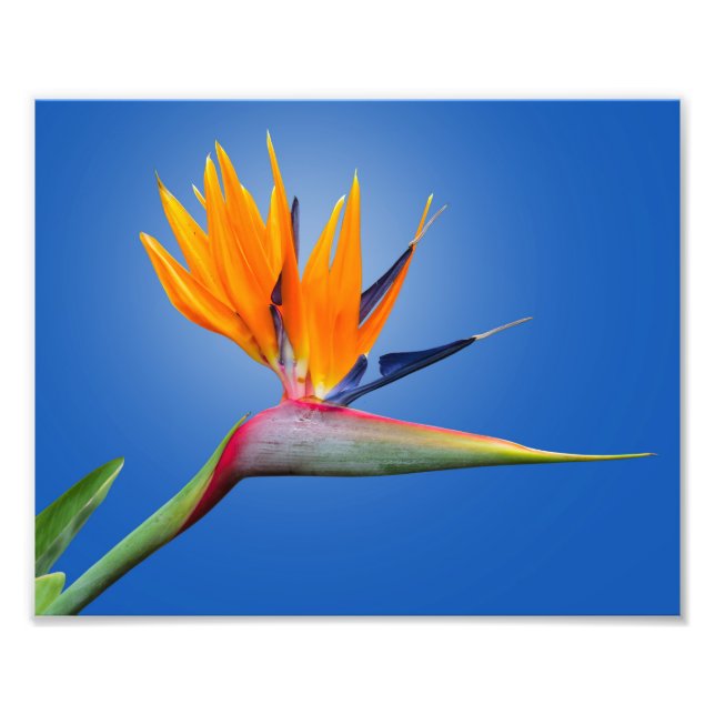 Der schöne Vogel des Paradieses Strelitzia Blume Fotodruck (Vorne)