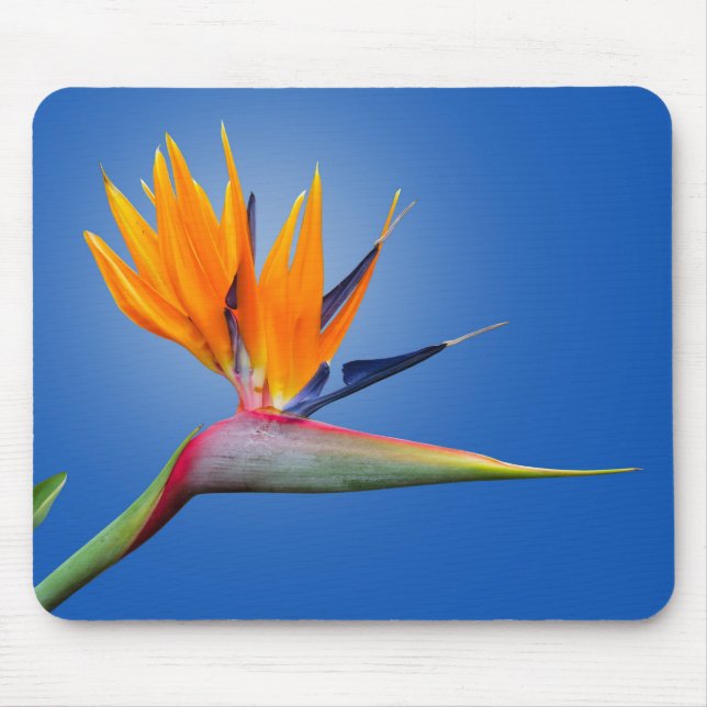 Der schöne Vogel des Paradieses Strelitzia Blume Mousepad (Vorne)
