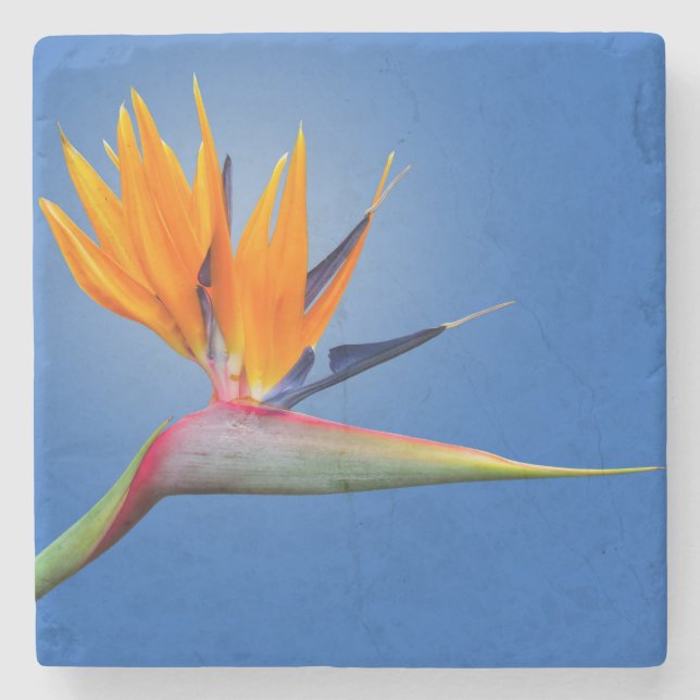 Der schöne Vogel des Paradieses Strelitzia Blume Steinuntersetzer (Vorderseite)
