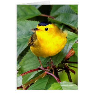 Der schöne Wilson's Warbler im Kirschbaum