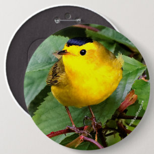 Der schöne Wilson's Warbler im Kirschbaum Button