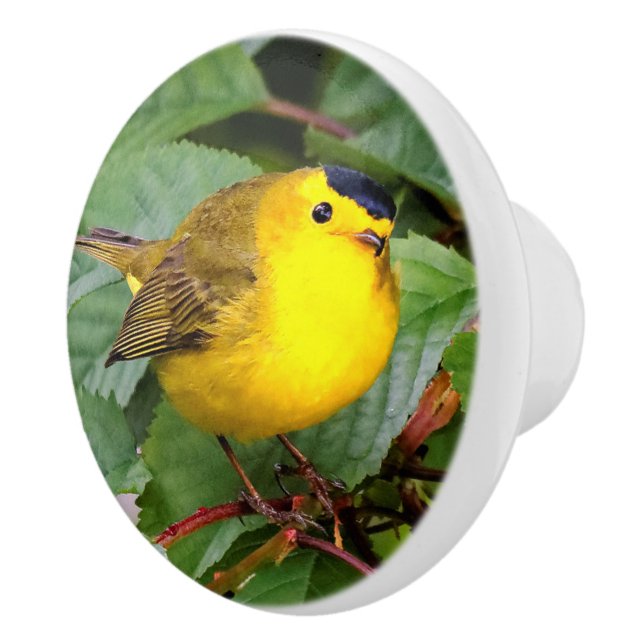 Der schöne Wilson's Warbler im Kirschbaum Keramikknauf (Rechts)