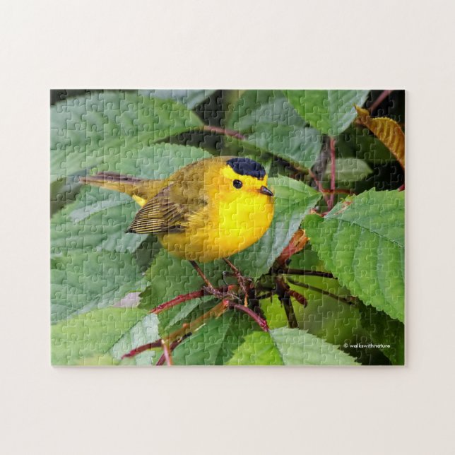 Der schöne Wilson's Warbler im Kirschbaum Puzzle (Horizontal)