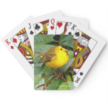 Der schöne Wilson's Warbler im Kirschbaum