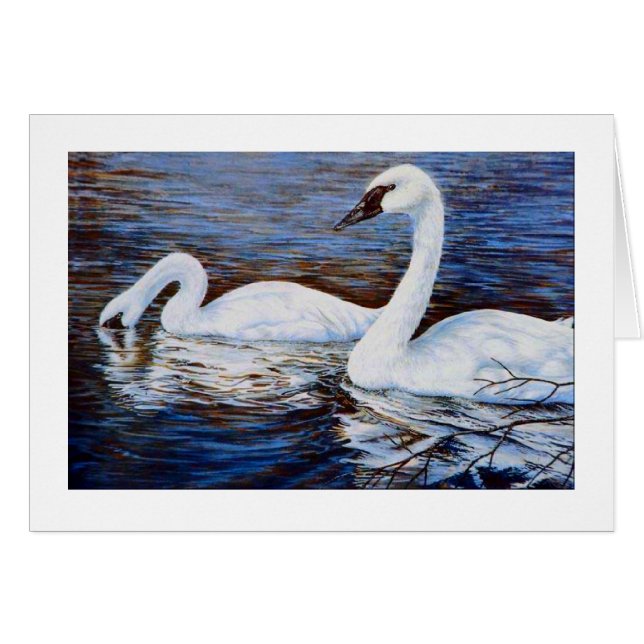 Der schüchterne Schwan (Vorderseite (Horizontal))