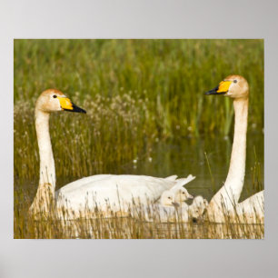 Der Schwan paart sich mit Cygnets in Island. Poster