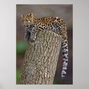 Der Schwanz-Druck eines Leoparden Poster