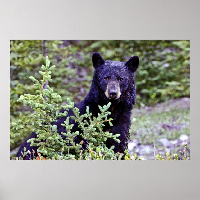Der schwarze Bärensturm Poster (Vorne)