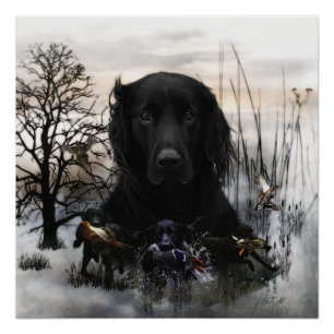 Der schwarze goldene Retrievers Poster