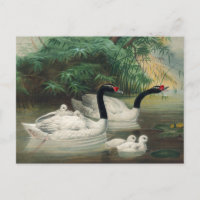 Der schwarze Schwan von Joseph Wolf