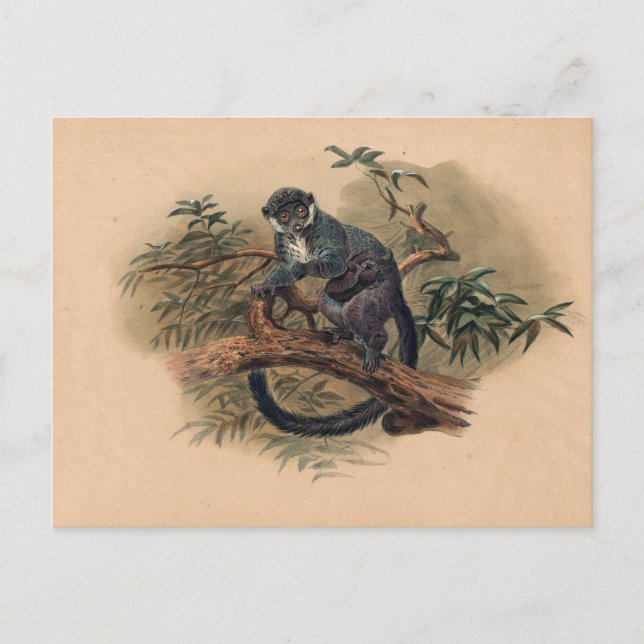 Der schwarzfrontale Lemur von Joseph Wolf Postkarte (Vorderseite)