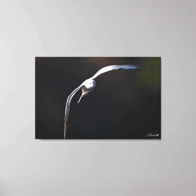 Der schwarzköpfige Möwe Leinwanddruck (Vorderseite)