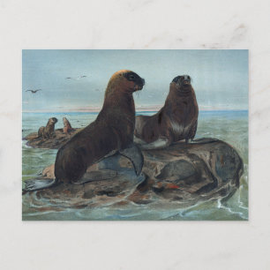 Der Seebär von Joseph Wolf Postkarte